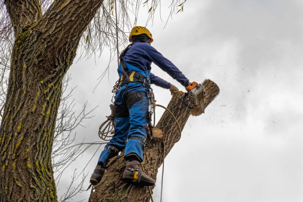 Best Tree Stump Removal  in Dunn Loring, VA